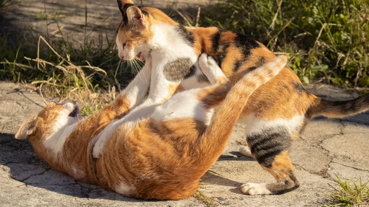 Un champignon meurtrier des chats arrive en Occident